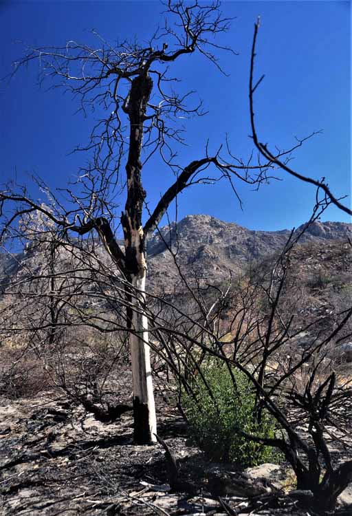burn area